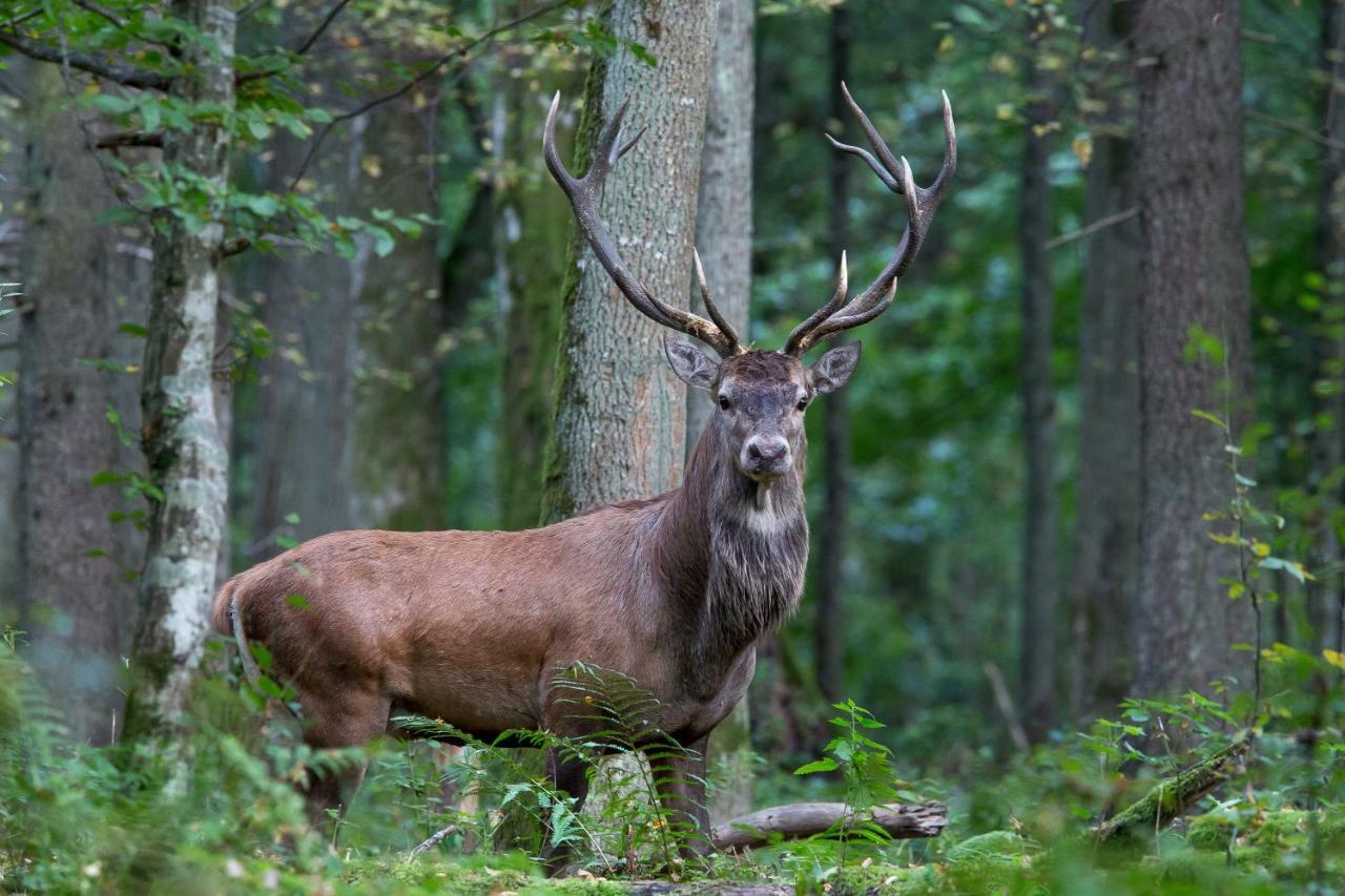 Bialowieski Raj Białowieża Extérieur photo